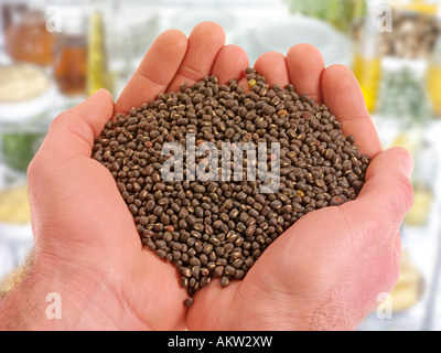 Poignée de haricots mungo NOIR Banque D'Images