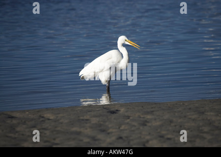 Héron blanc Kotuku Okarito Lagoon Côte ouest de l'île du Sud Nouvelle-Zélande Banque D'Images