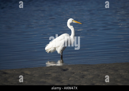 Héron blanc Kotuku Okarito Lagoon Côte ouest de l'île du Sud Nouvelle-Zélande Banque D'Images