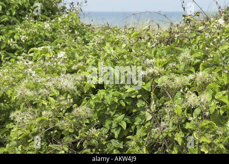 Clematis vitalba vieux Mans barbe qui poussent sur les dunes côtières avec mer en arrière-plan Norfolk UK Août Banque D'Images