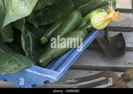 Jardin rustique trug sur chaise avec courgettes et chou et outils de jardin Banque D'Images