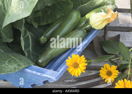 Jardin rustique trug sur chaise avec courgettes et chou et outils de jardin Banque D'Images