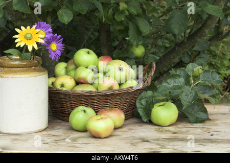 Pommes bramley exceptionnels dans le panier sur la table rustique Banque D'Images