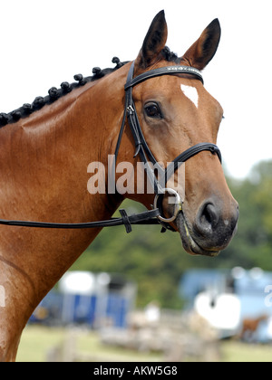 Tête de chevaux Banque D'Images