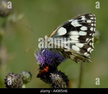 Papillon blanc marbré femelle Melanargia galathea se nourrissant d'un chardon Banque D'Images