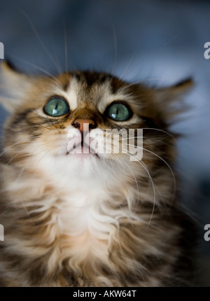 Chaton tigré Banque D'Images