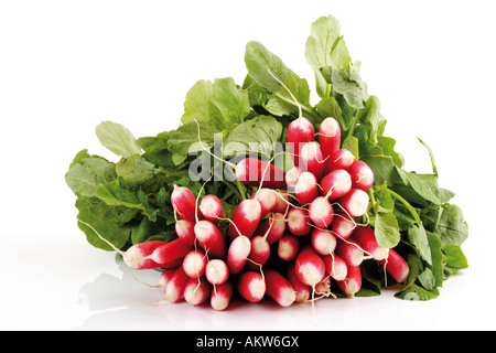 Botte de radis rouge flamboyant (Sabina), close-up Banque D'Images