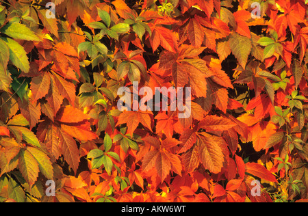 Virginia creeper. Banque D'Images