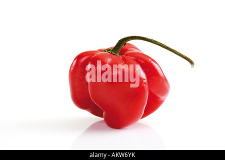 Un seul piment Habanero close-up Banque D'Images