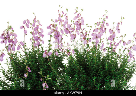 Bruyère cendrée (Erica tetralix), close-up Banque D'Images