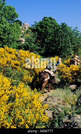 La France, Gard, Cévennes, promenade avec un âne Banque D'Images