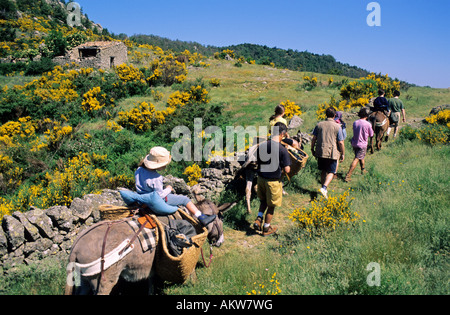 La France, Gard, Cévennes, promenade avec un âne, le Col de la Pierre Levee Banque D'Images