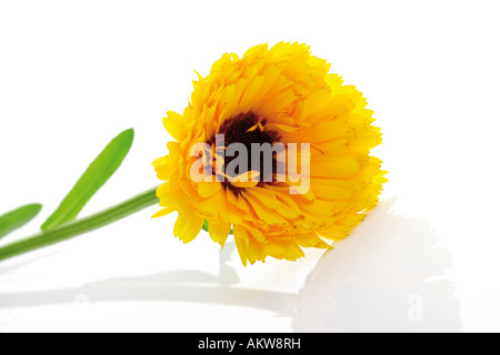 Fleurs de souci (Calendula officinalis),, close-up Banque D'Images