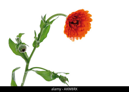 Marigold flower, close-up Banque D'Images