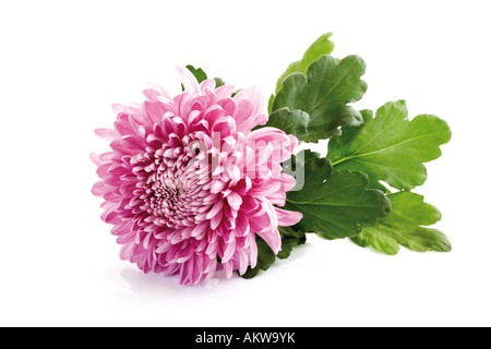 Chrysanthème (Chrysanthemum indicum), close-up Banque D'Images