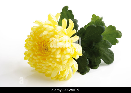 Chrysanthème jaune (Chrysanthemum indicum), close-up Banque D'Images