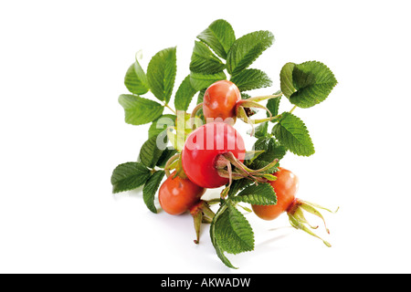 D'églantier (rosa canina), close-up Banque D'Images