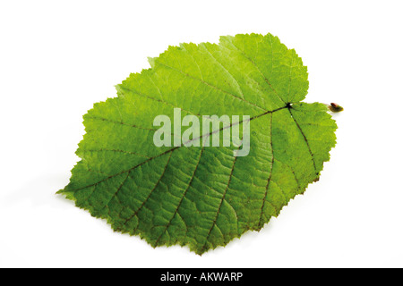 Feuilles de noisette, close-up Banque D'Images