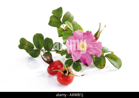 Blossom de dog rose avec rose hips, close-up Banque D'Images