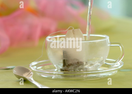 Plateau rose trémière en tasse, close-up Banque D'Images