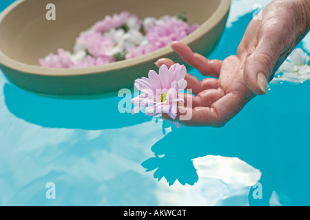 Fleurs flottant à la surface de l'eau, woman's hand picking up flower Banque D'Images