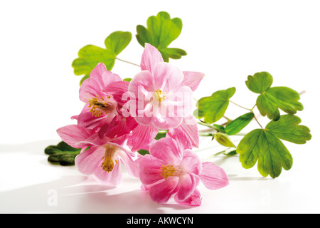 Aquilegia, close-up Banque D'Images