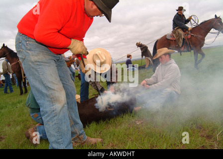 Marquage du bétail sur l'exploitation forestière du Dakota Ranch Camp Banque D'Images