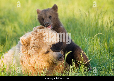 Ours brun européen Mère et son petit, Ursus arctos), close-up Banque D'Images