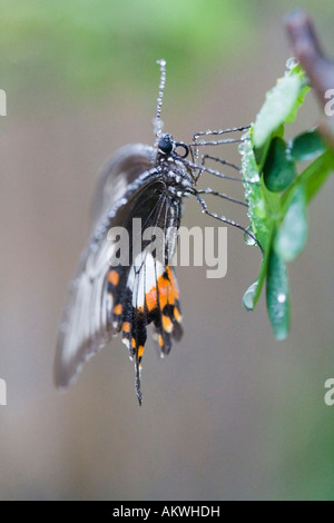 Mormon commun (papillon Papilio polytes), close-up Banque D'Images