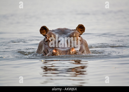 Hippopotame dans l'eau, close-up Banque D'Images