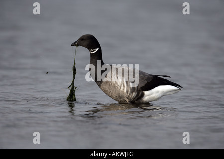 La Bernache cravant (Branta bernicla) Norfolk Banque D'Images