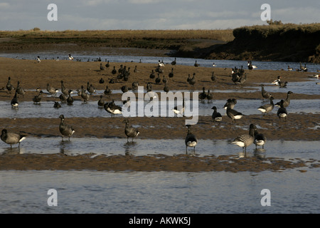 La Bernache cravant Branta bernicla hiver Norfolk Banque D'Images