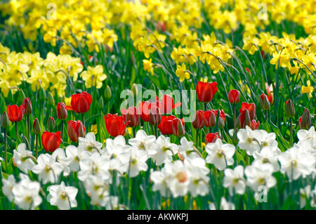 Les jonquilles (Narzissus-Hybride) et de tulipes rouges (Tulipa) Banque D'Images