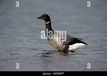 La Bernache cravant (Branta bernicla) Norfolk Banque D'Images