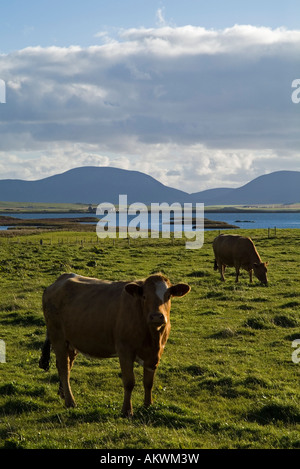 Dh l'agriculture vaches vaches qui paissent dans les Orcades Loch Harray champ Banque D'Images