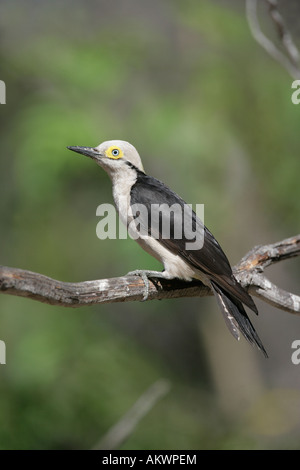 White Woodpecker Melanerpes candidus Brésil Banque D'Images