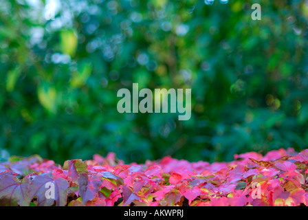 Vigne vierge, Parthenocissus, close-up Banque D'Images