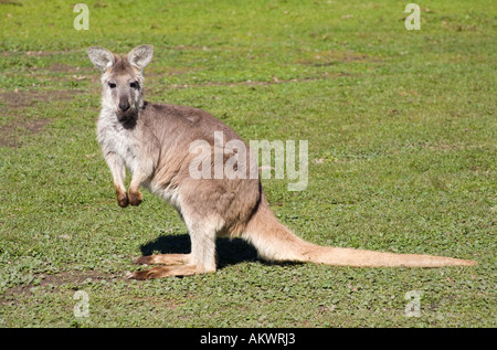 L'est un wallaroo Banque D'Images