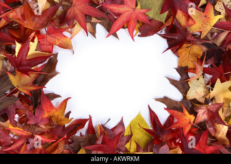 Feuille d'automne border Banque D'Images