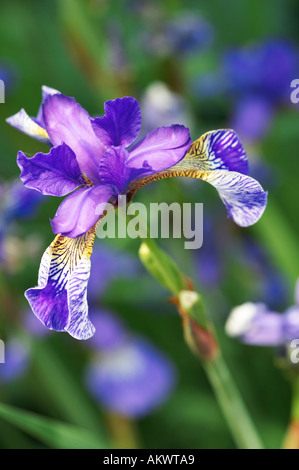 Iris d’eau Banque D'Images