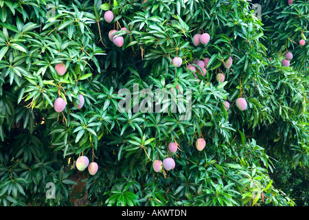 Les mangues mûres growing on tree. Banque D'Images