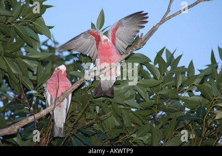 Galah rose et gris, également connu sous le nom de cacatoès rose et gris, et cacatoès à la poitrine rose. Eolophus roseicapilla. Coffs Harbour, Nouvelle-Galles du Sud, Australie Banque D'Images