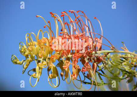 Fleur du grevillia crème de pêches et de variété. Cette espèce est un cultivar de Grevillea Grevillea banksii et bipinnatifada Banque D'Images