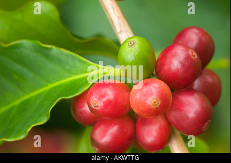 Les grains de café Kona mature sur Branch. Banque D'Images