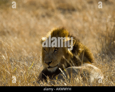 Un grand mâle lion repose dans l'herbe d'or dans la lumière du matin Banque D'Images