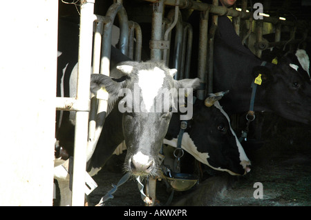 La vache à traire à la ferme avec la lumière du soleil sur la tête Banque D'Images