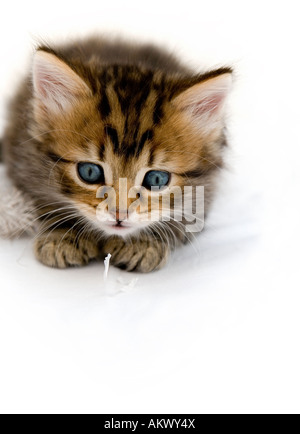 Tabby kitten autour de 8 semaines Banque D'Images