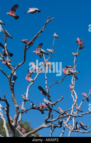 Le cacatoès rosalbin, Eolophus roseicapilla arbre sec. Banque D'Images