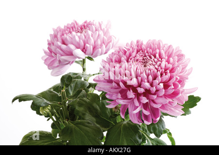 Chrysanthème (Chrysanthemum indicum), close-up Banque D'Images