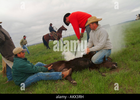 Marquage du bétail sur l'exploitation forestière du Dakota Ranch Camp Banque D'Images